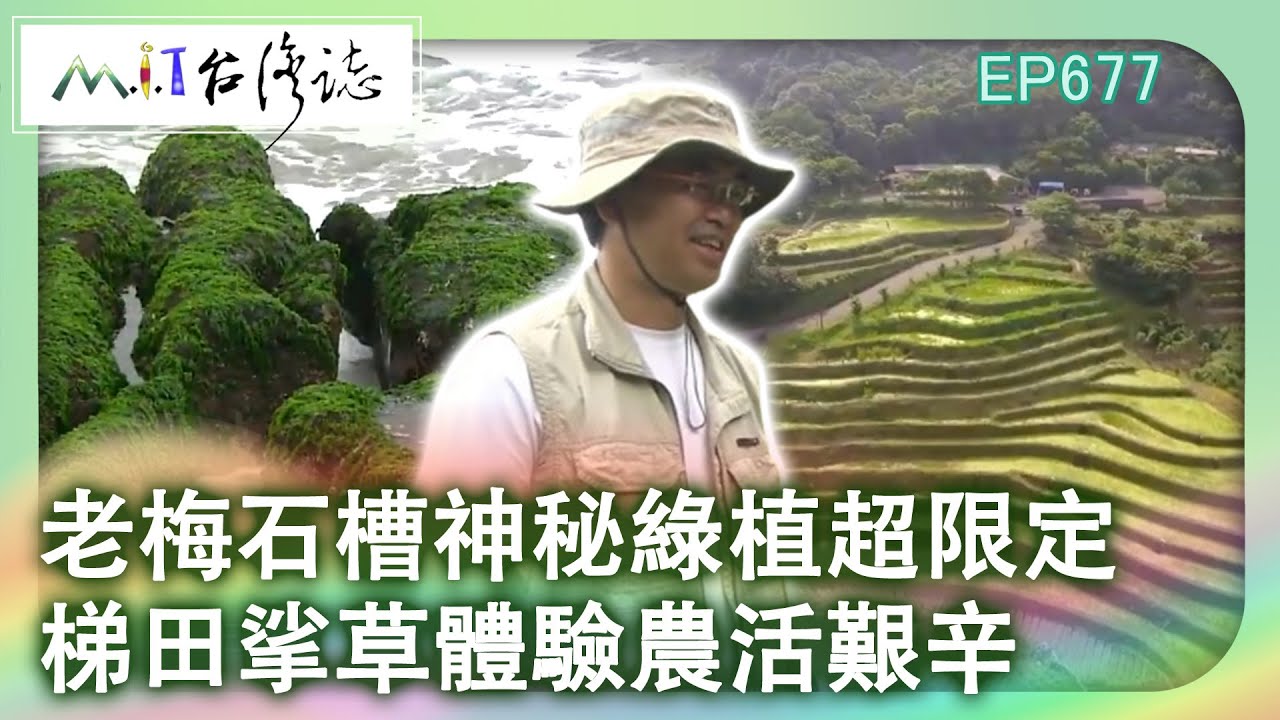 老梅石槽神秘綠植很限定　梯田挲草體驗農活艱辛【台灣誌 #677】北台五月 青白海岸 石門彎腰 挲草去_20150607 @ctvmit