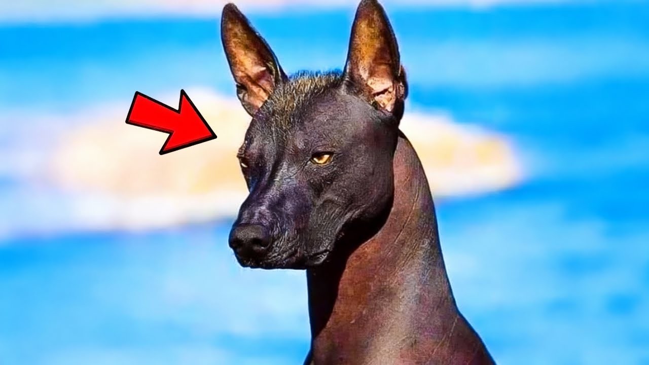 Family Adopts Strange Police Dog – When the Vet Sees Him, He Calls the Police!