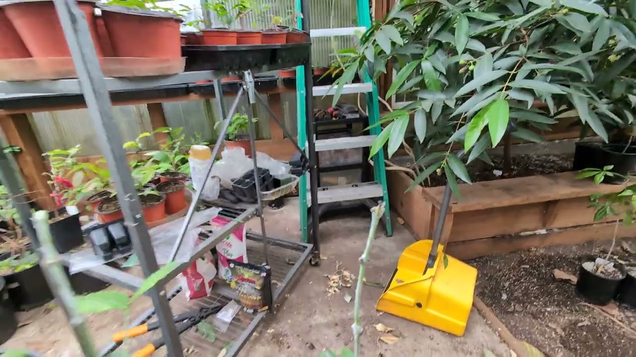 Lemondrop Mangosteen (Garcinia intermedia & brasiliensis) grafting