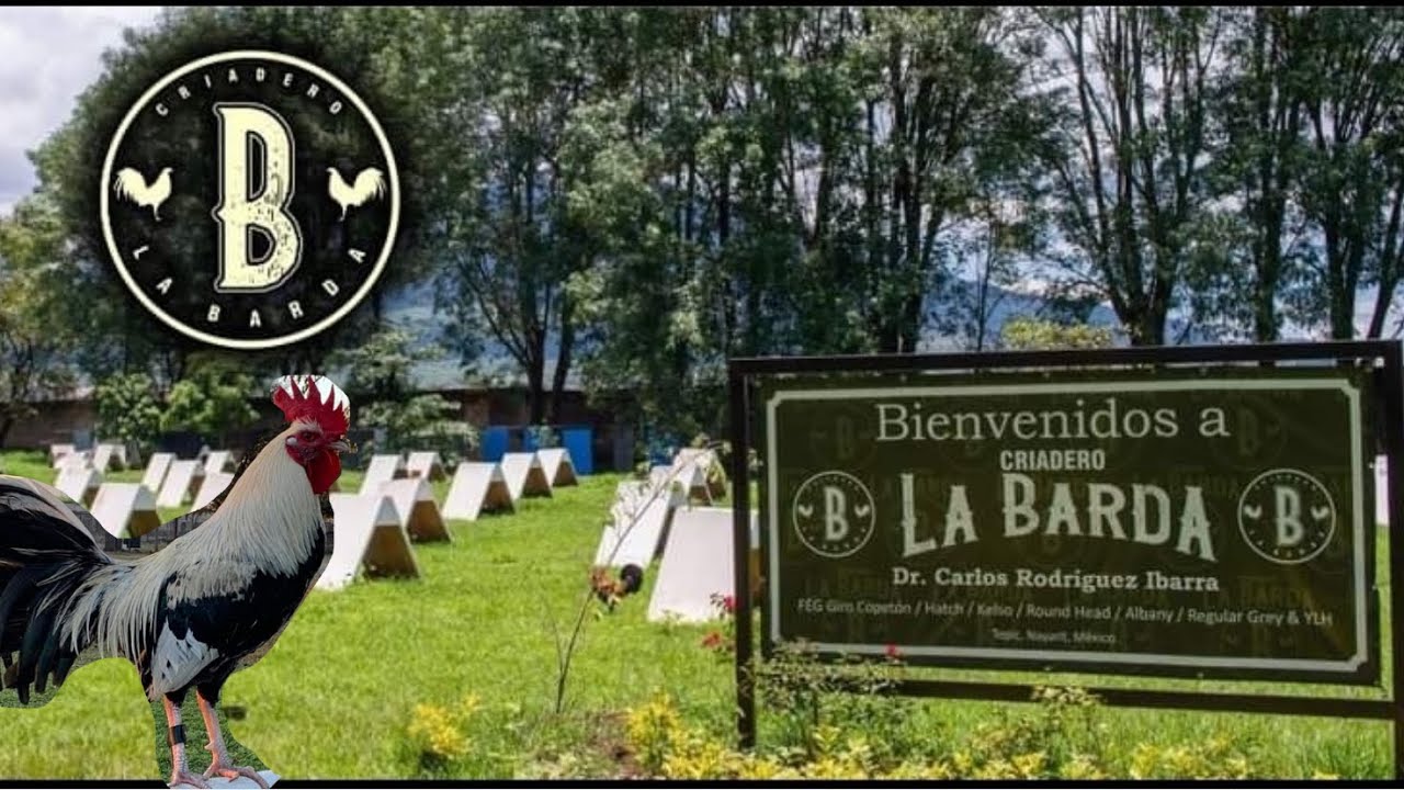 Criadero La Barda 2022 🐣🐔 (VOL 1)