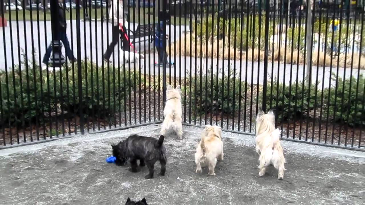 Cairn Terrier Meetup