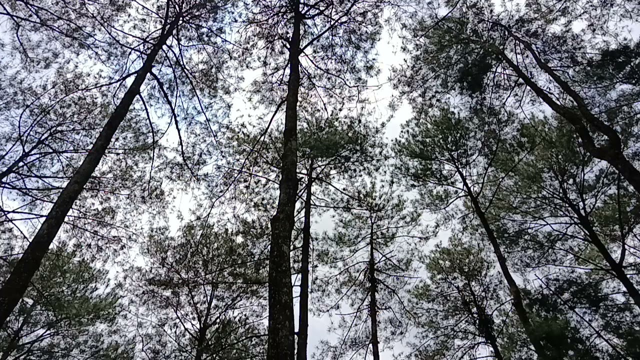 Towering Forest Trees Reaching The Sky | Natural Woodland Atmosphere