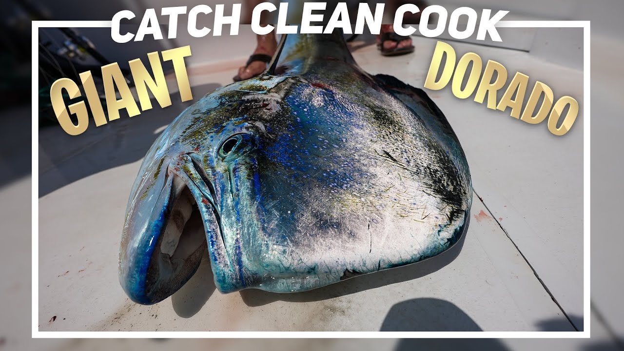 Giant Mahi & Sailfish *Using Lures With NO HOOKS* {Catch Clean Cook} Guatemala Teaser Fishing