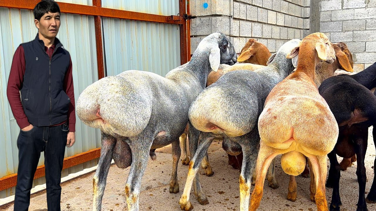 Нойоб❓Уйда боқилйотган зотлар 🔥йирик йош бўғоз қўйлар