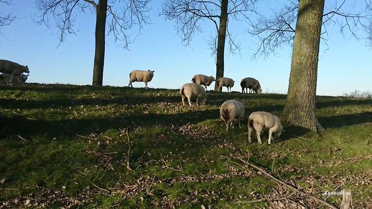 The Nature of Rilland Zeeland shot by Sony Xperia XZ XerroR