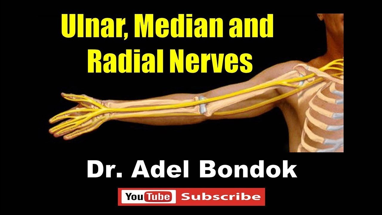 Ulnar, Median and Radial Nerves, Dr Adel Bondok