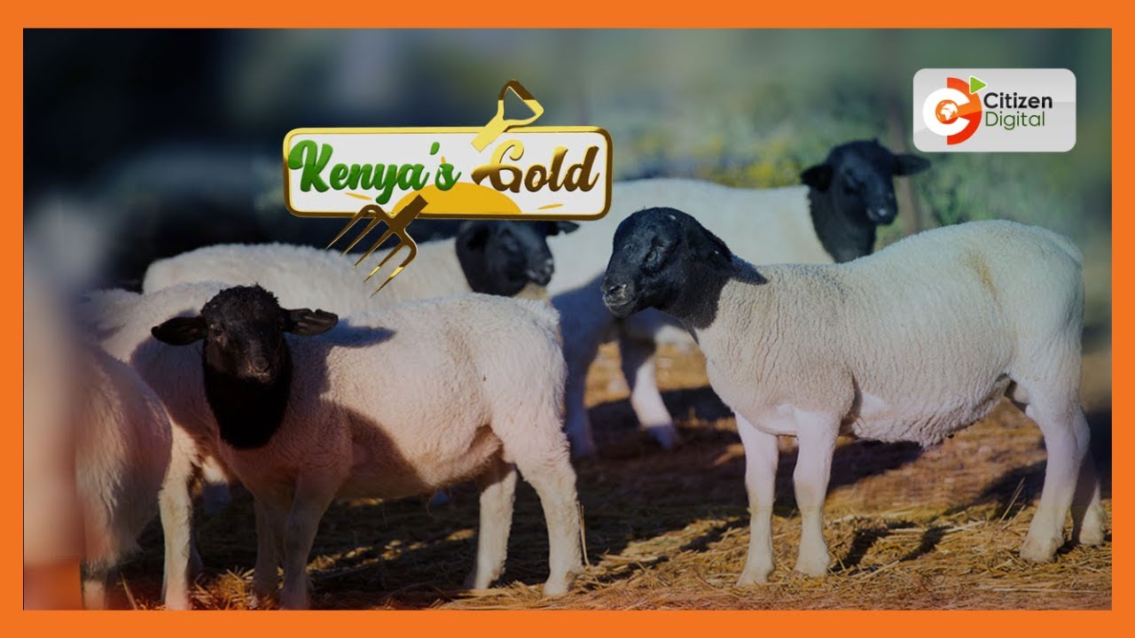 Kenya's Gold | Maximising Dorper Sheep Performance - Gold Chat [Part 2]