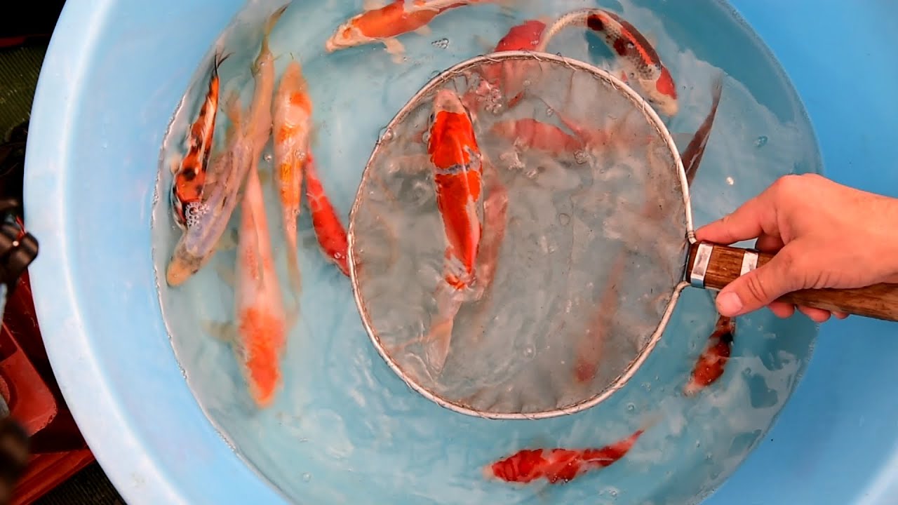 Modern Koi Blog #906 - Live from Japan: Tosai Selektion