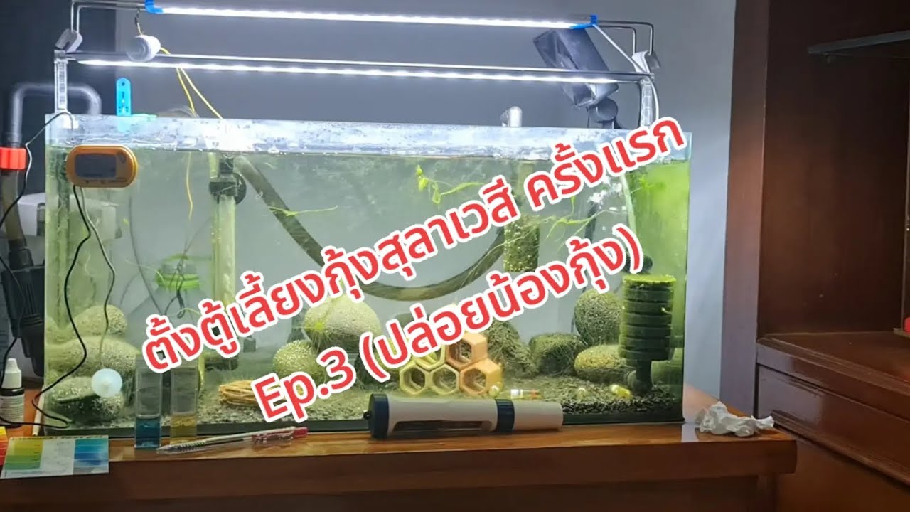 ตั้งตู้เลี้ยงกุ้งสุลาเวสี ฉบับทดลองตั้งตู้ครั้งแรก (sulawesishrimp) Ep.3
