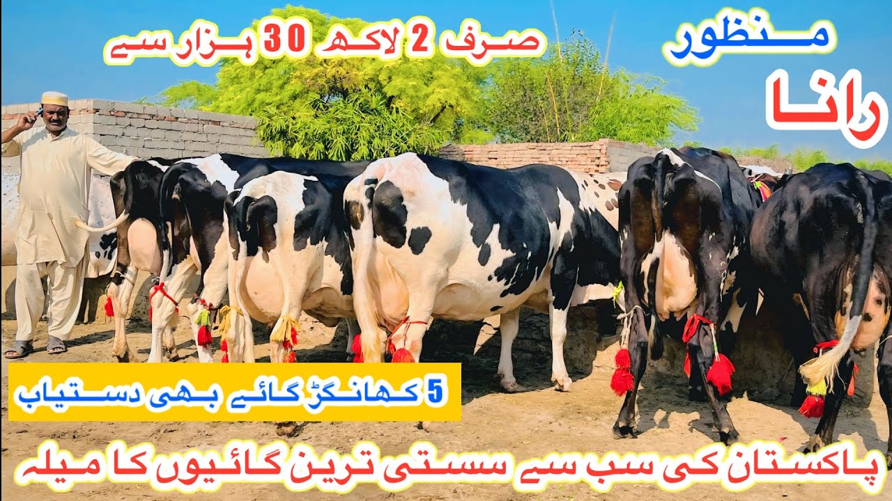 Rana Manzoor New Video | Top Class Jersey Cows For Sale | Khangar Cows Availaible |6 February 2026