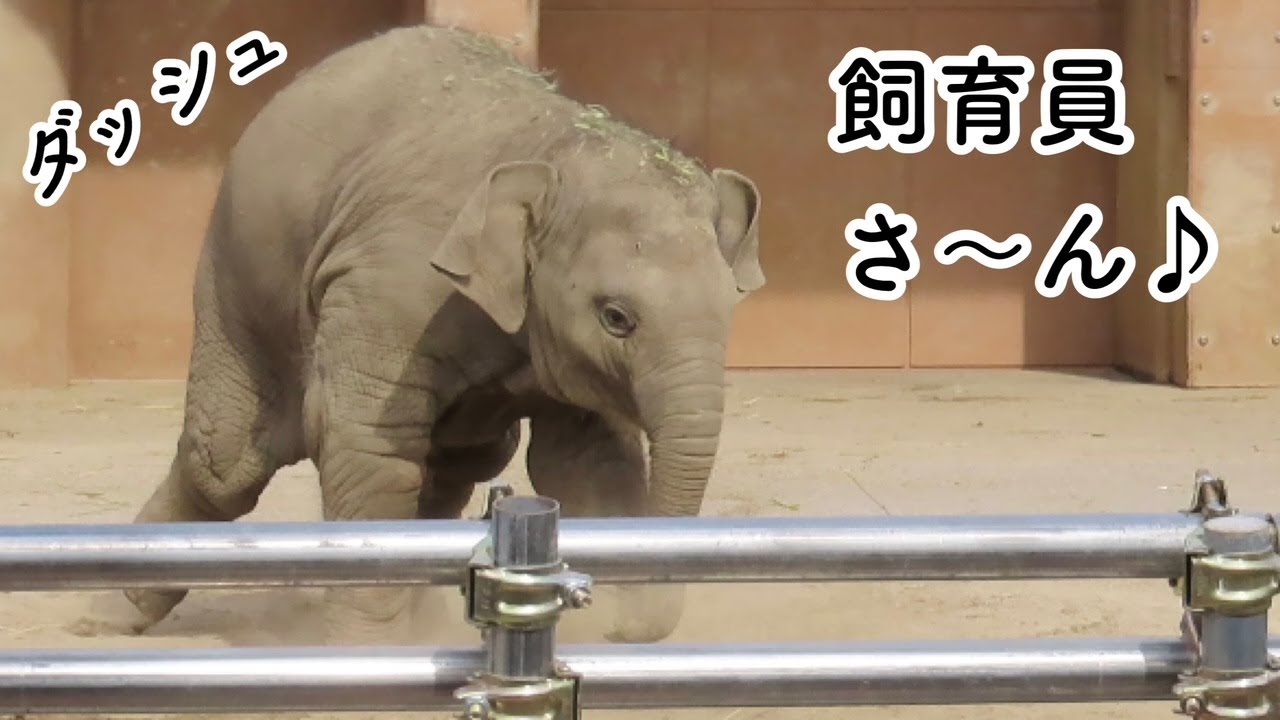 アジアゾウの「うらら」飼育員さんになでなでしてもらって喜ぶ【東山動植物園】