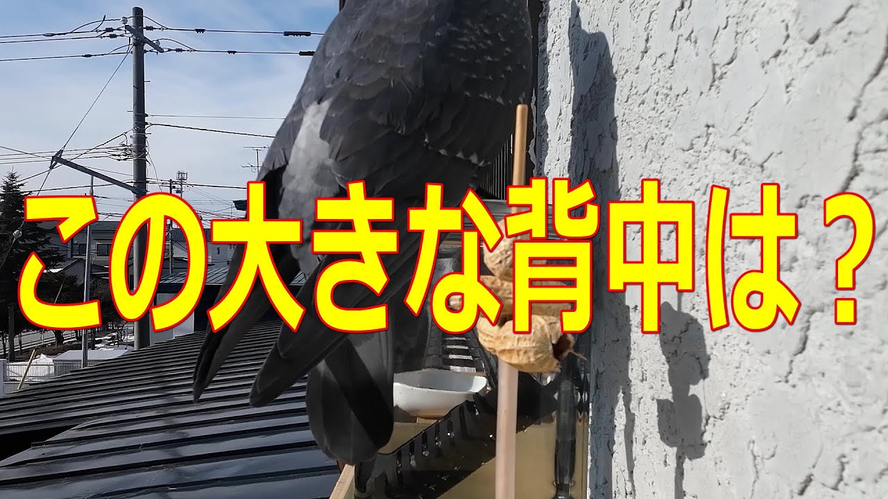 ピーナッツを食べに来る野鳥、水を飲みに来る野鳥、こんな野鳥も来ています。【野鳥越冬給餌】