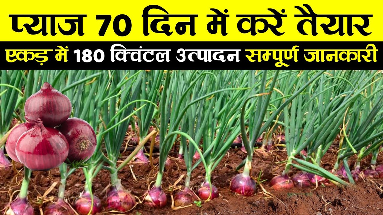 Pyaj ki kheti | प्याज की खेती संपूर्ण जानकारी | Pyaj ki kheti kaise karen | Onion farming in India