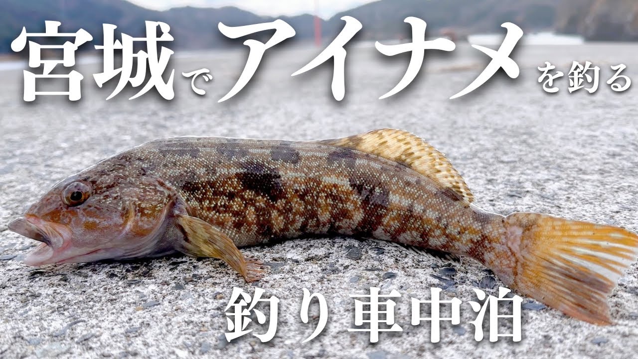 極寒の2月に釣り車中泊#1/夜釣りで入れ食い&夫婦のお気に入りの魚を釣る