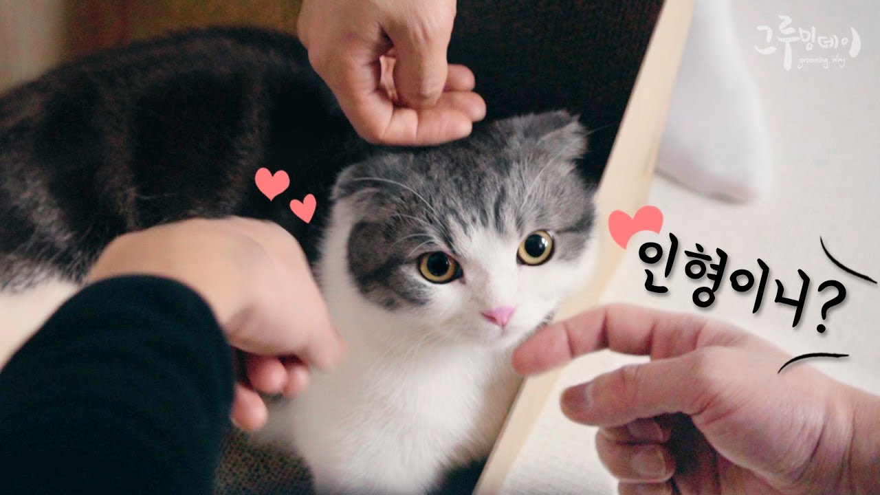 먼치킨 코비와 브숏 베리를 실제로 본 친구들의 찐반응 ㅋㅋㅋㅋ