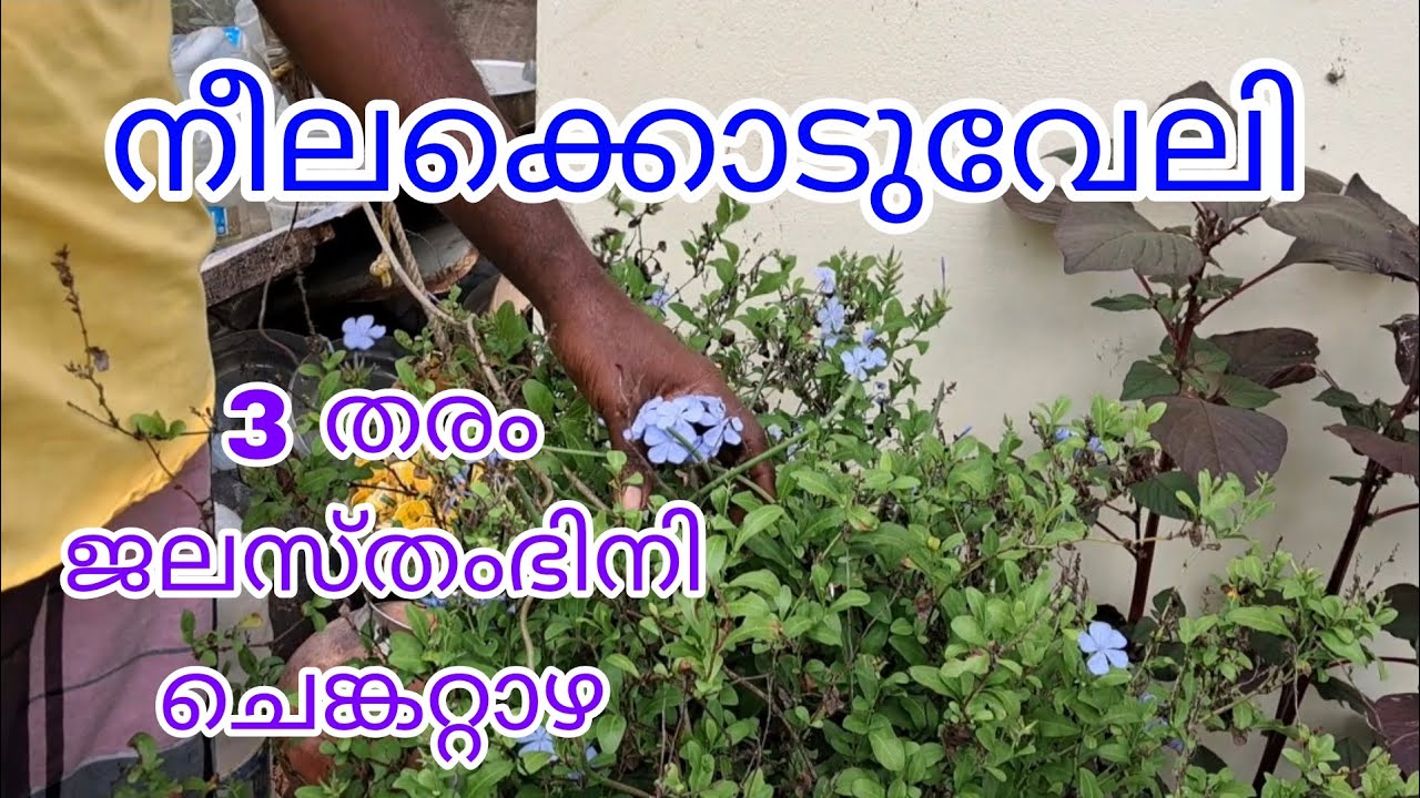 നീലക്കൊടുവേലി 3 തരം ജലസ്തംഭിനി ചെങ്കറ്റാഴ  