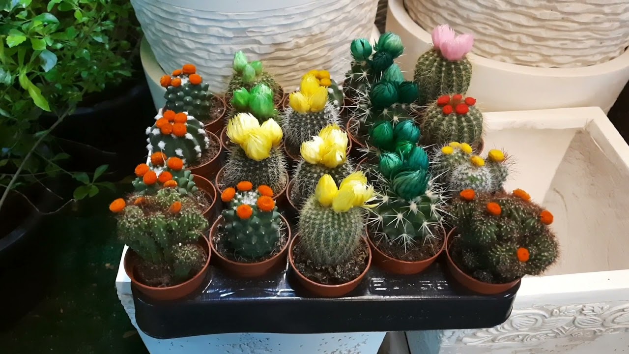 Flower Festival at Souq Waqif l AngieSLifeVlogS #3