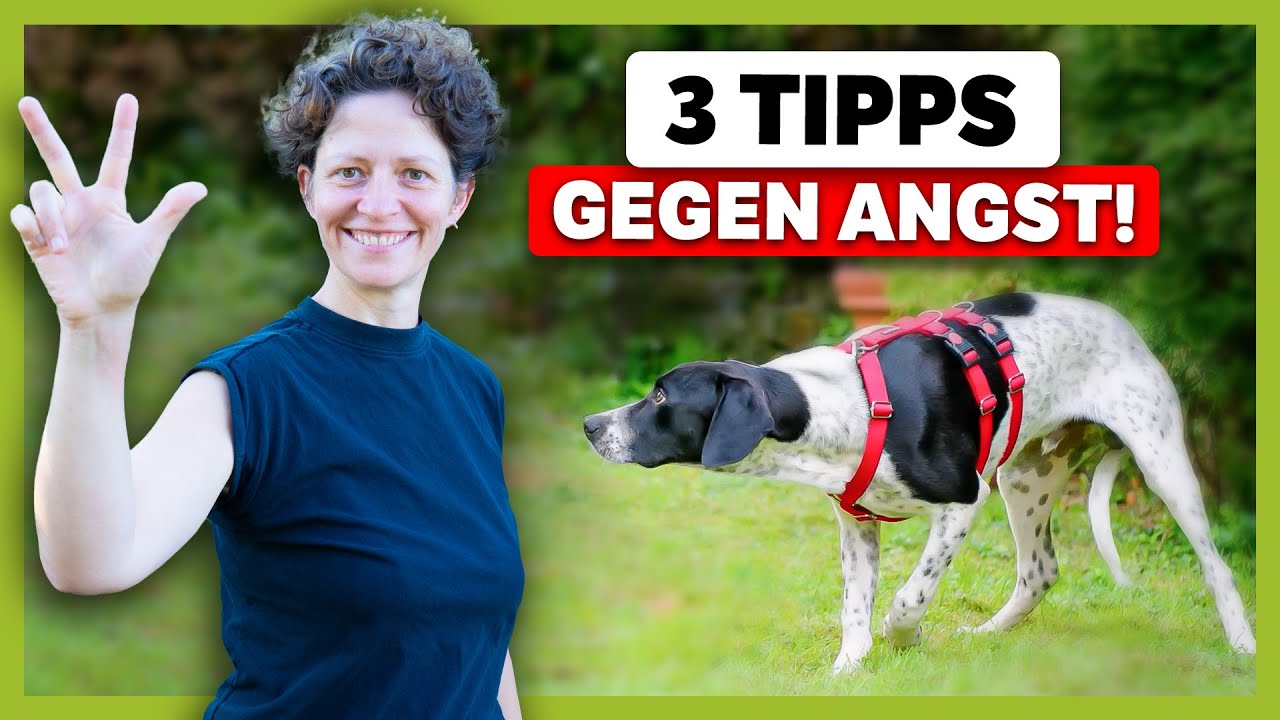 &Auml;NGSTLICHER Hund? 3 Tipps f&uuml;r JEDE Situation!