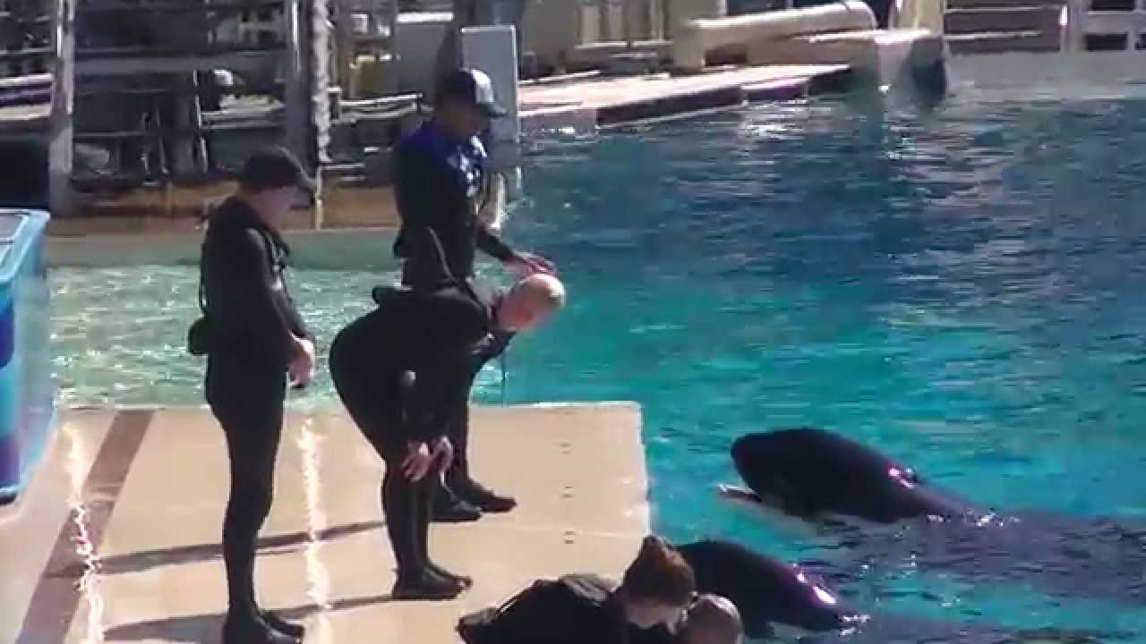 Makani startles Trainer Kristi - Nov. 20, 2014 - SeaWorld San Diego