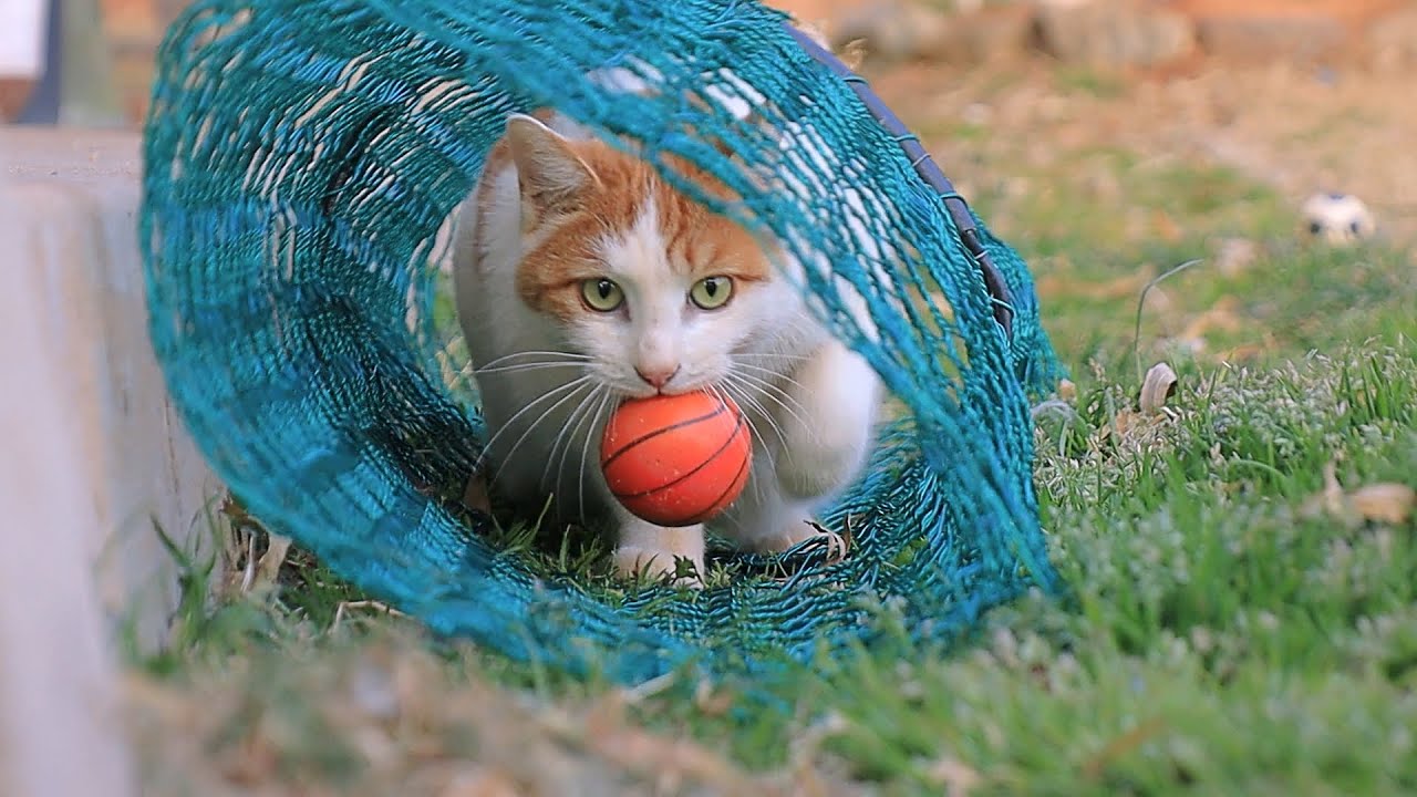 How cats play with basketballs