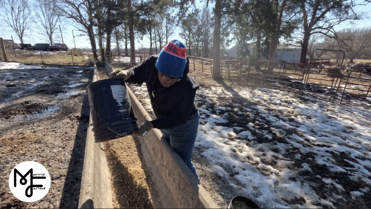 An Average Day Feeding Cattle