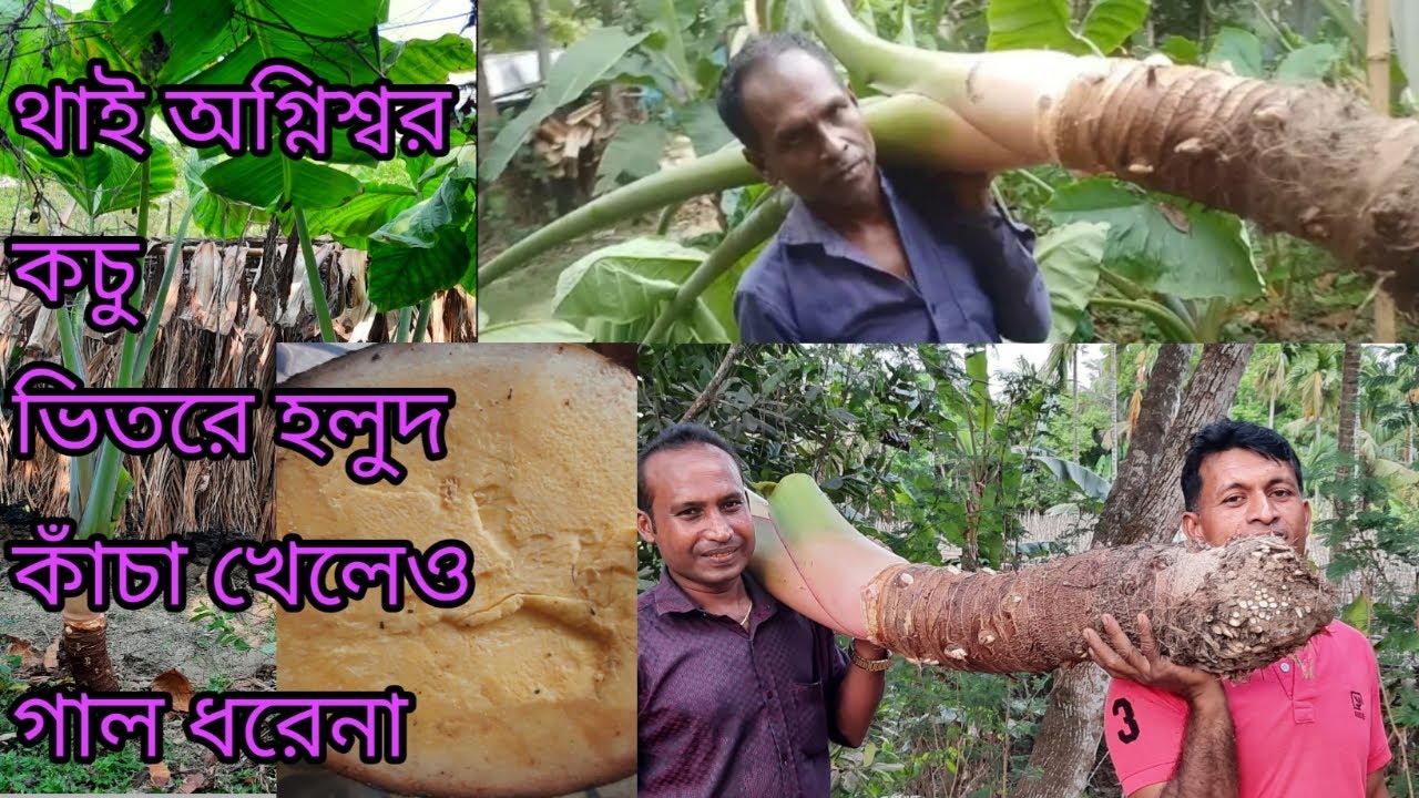 থাই অগ্নিশ্বর/ সাহেব কচু। ভিতরে হলুদ, কাঁচা খেলেও গাল ধরেনা, খুবই সুস্বাদু। Thai agnishor aroid .