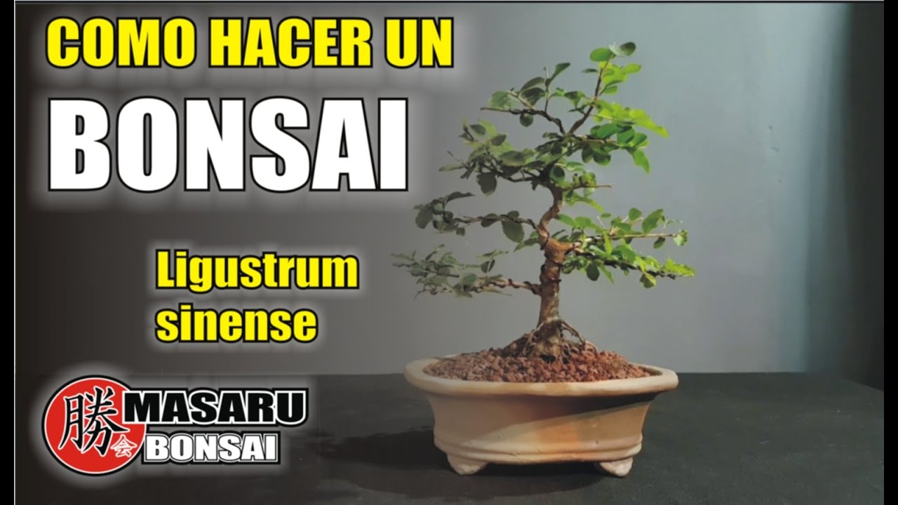 COMO HACER UN BONSAI / LIGUSTRINA