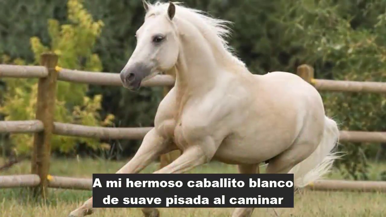 LOS EMBAJADORES CRIOLLOS - CABALLITO BLANCO (letra)