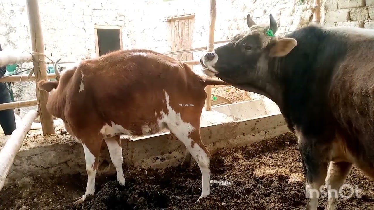 Bull & Cow Amazing  ||Yak VS Cow||