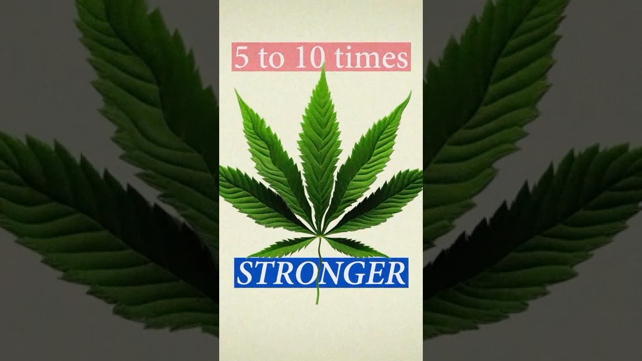 Prohibition raises the risks