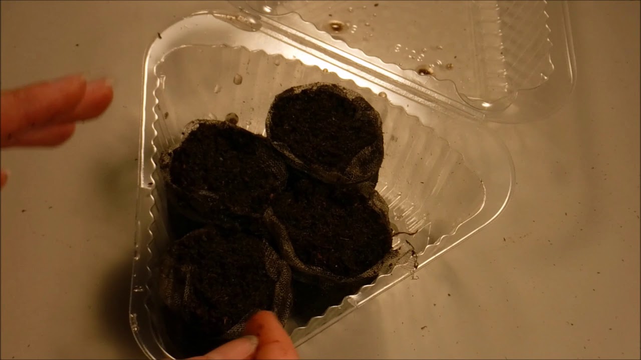 how to start dahlias from seed in peat pellets, how to grow dahlias from seed in peat pellets