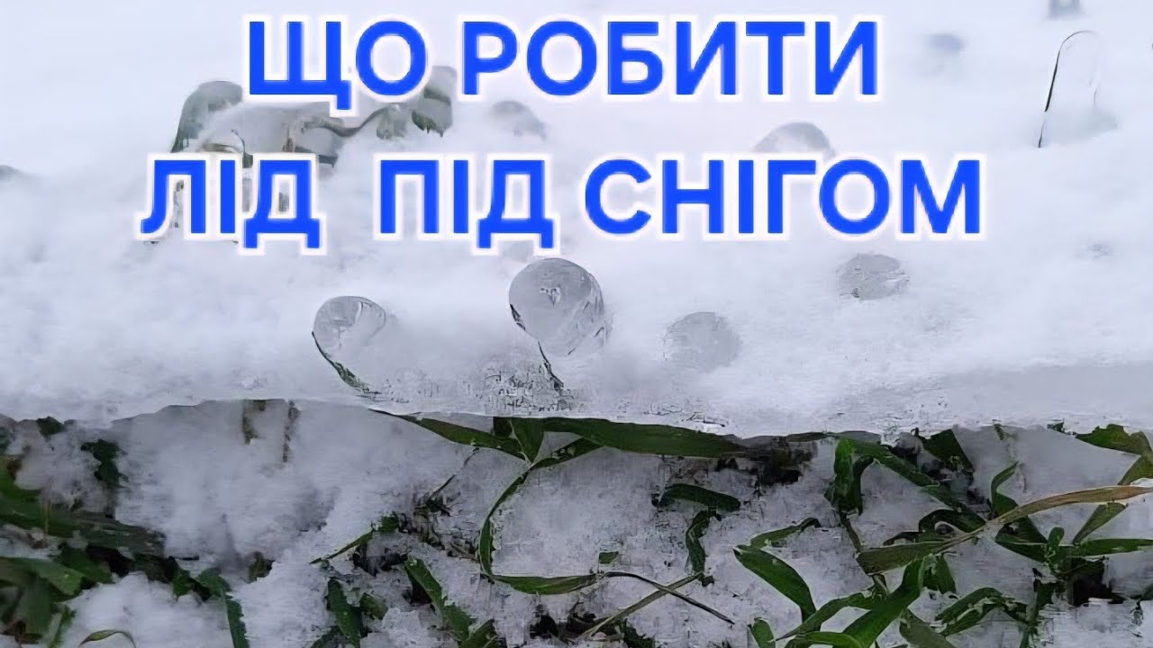 ЛІД  НА ПШЕНИЦІ ПАНІКУВАТИ ЧИ НІ ? #агро #агробізнес #фермер #сільськегосподарство #кукурудза #пай 