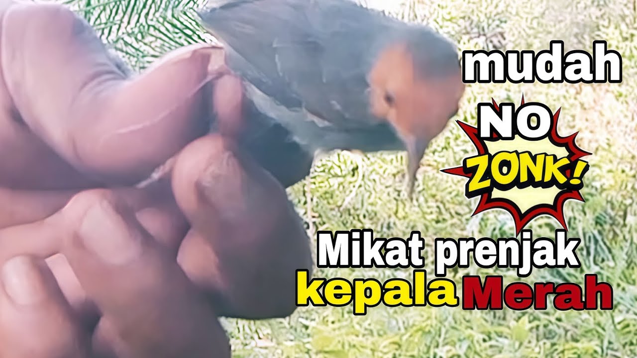 Cara mudah menjebak burung prenjak kepala merah