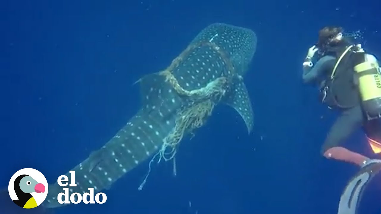 Buzos rescatan a ballena envuelta en redes | El Dodo