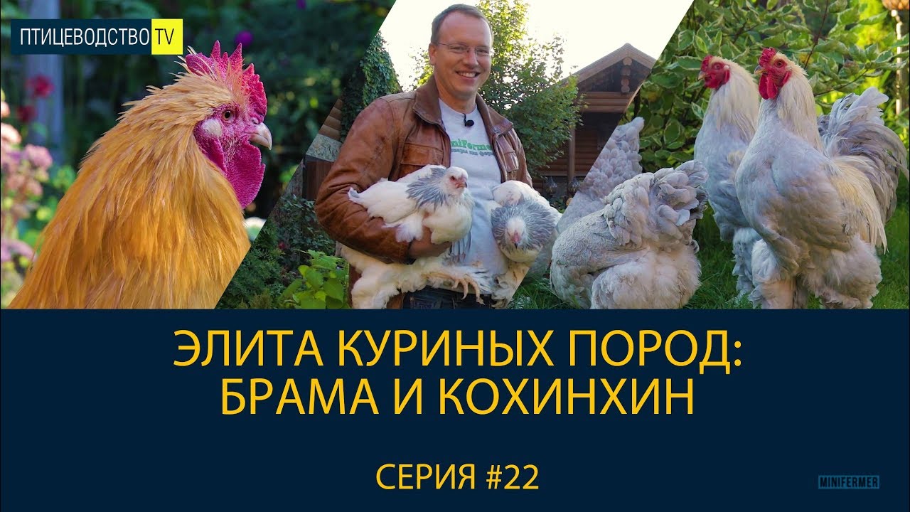 БРАМА И КОХИНХИН - элита крупных куриных пород. Рассказ о породах. Птицеводство ТВ #22