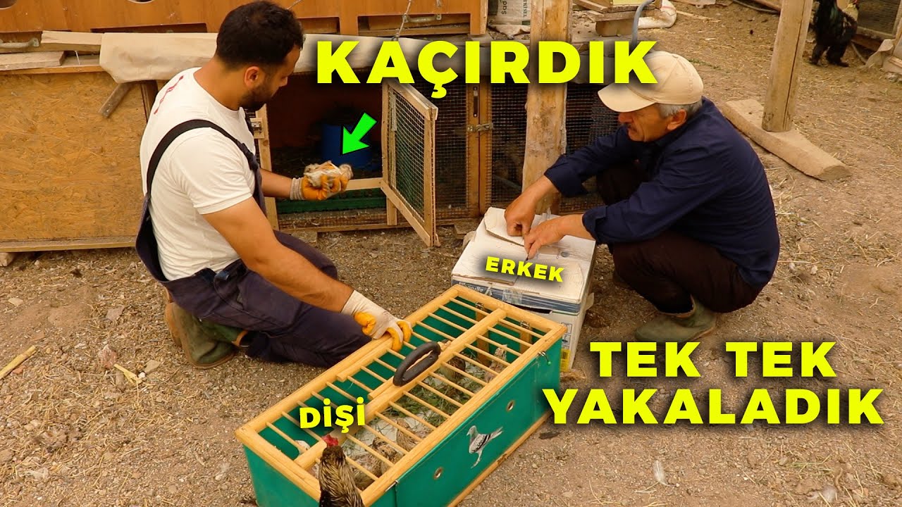 BILDIRCINLARI Kaçırdık ! Tek Tek Yakalayıp Taşıdık -Tavuklara Canlı Yem - Doğal Bıldırcın Kafesi