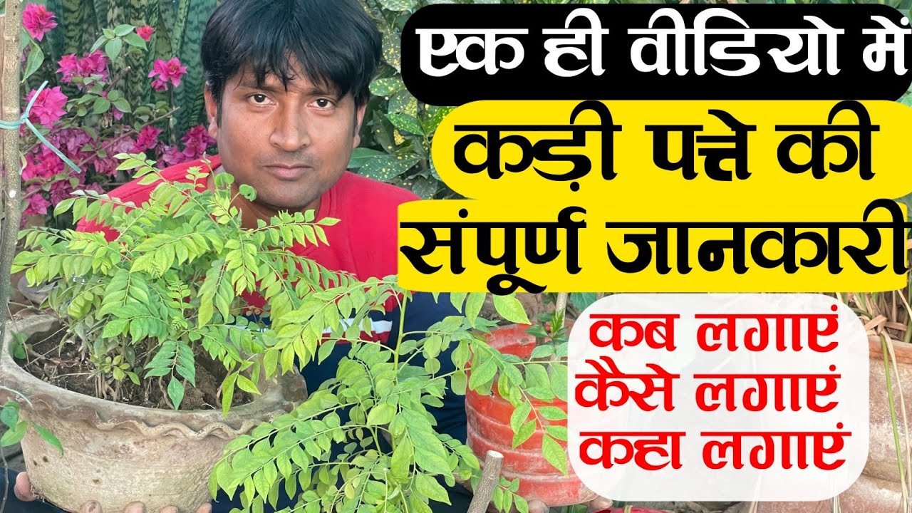 कड़ी पत्ते की संपूर्ण देखभाल कैसे करें | Curry Plant Care | How To Grow Curry Plant | Meetha Neem