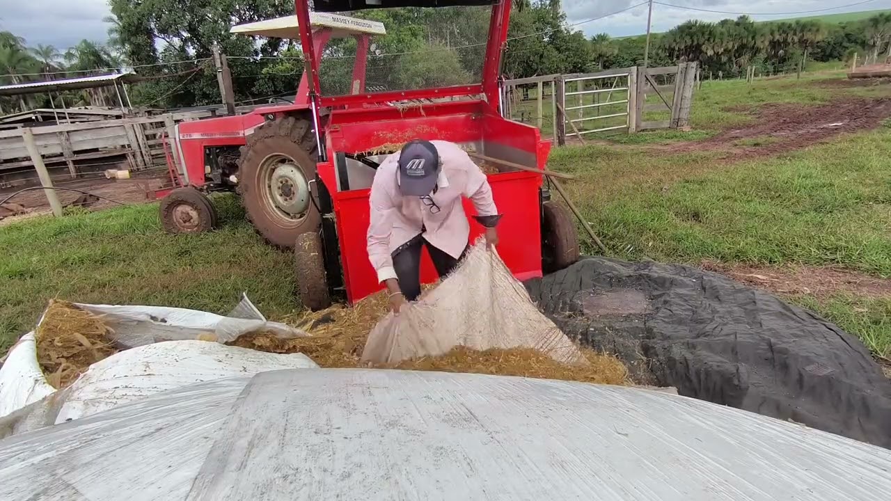 Usando o vagão pra tratar das vacas com a silagem da cagil