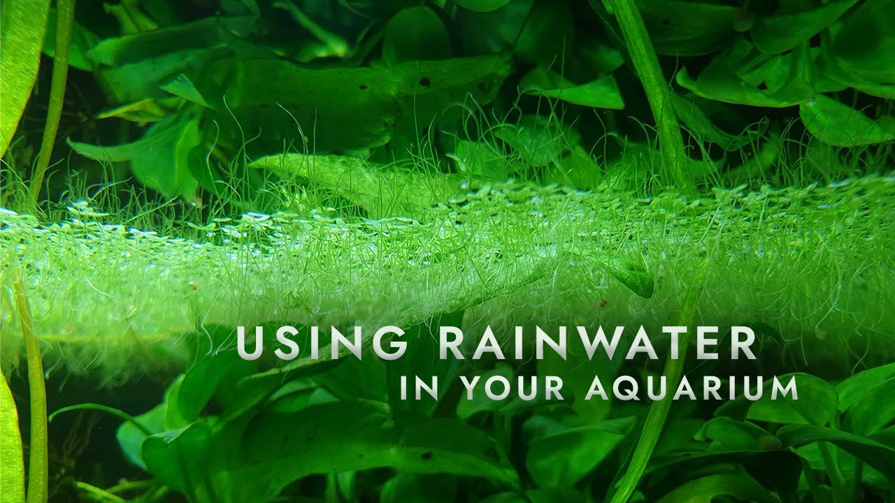 Using rainwater in your aquarium - Tutorial