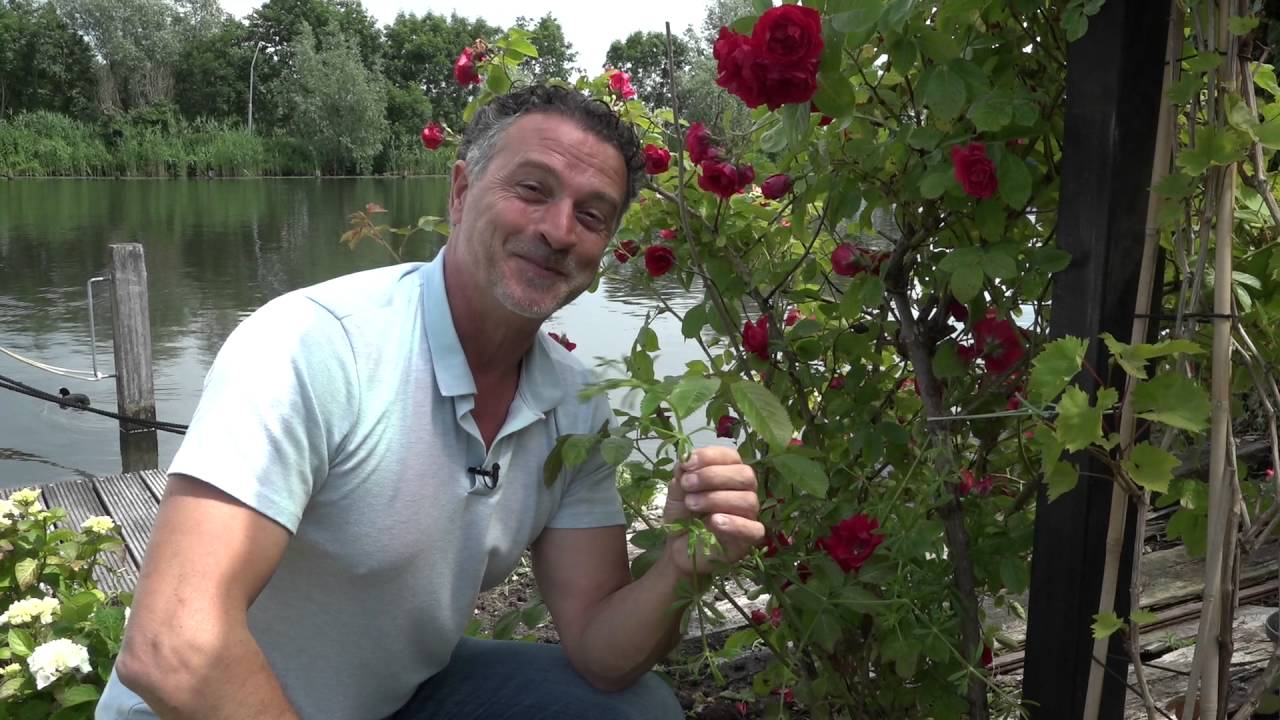 Hoe kom je van het Kleefkruid af?