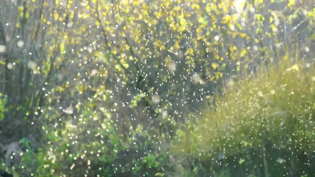 Relaxing Music of Flying Insects &ndash; Classical Music for Stress Relief, Calming, Ambience, Study etc.