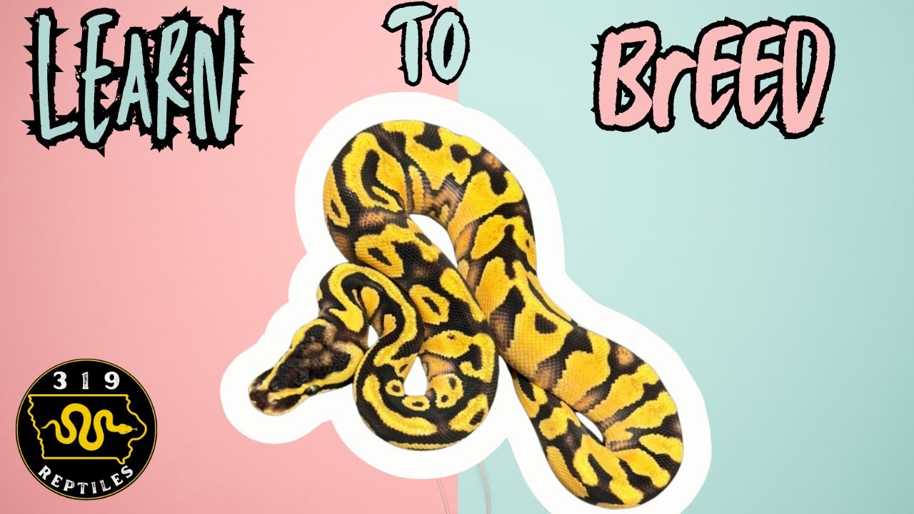 How to Breed Ball Pythons