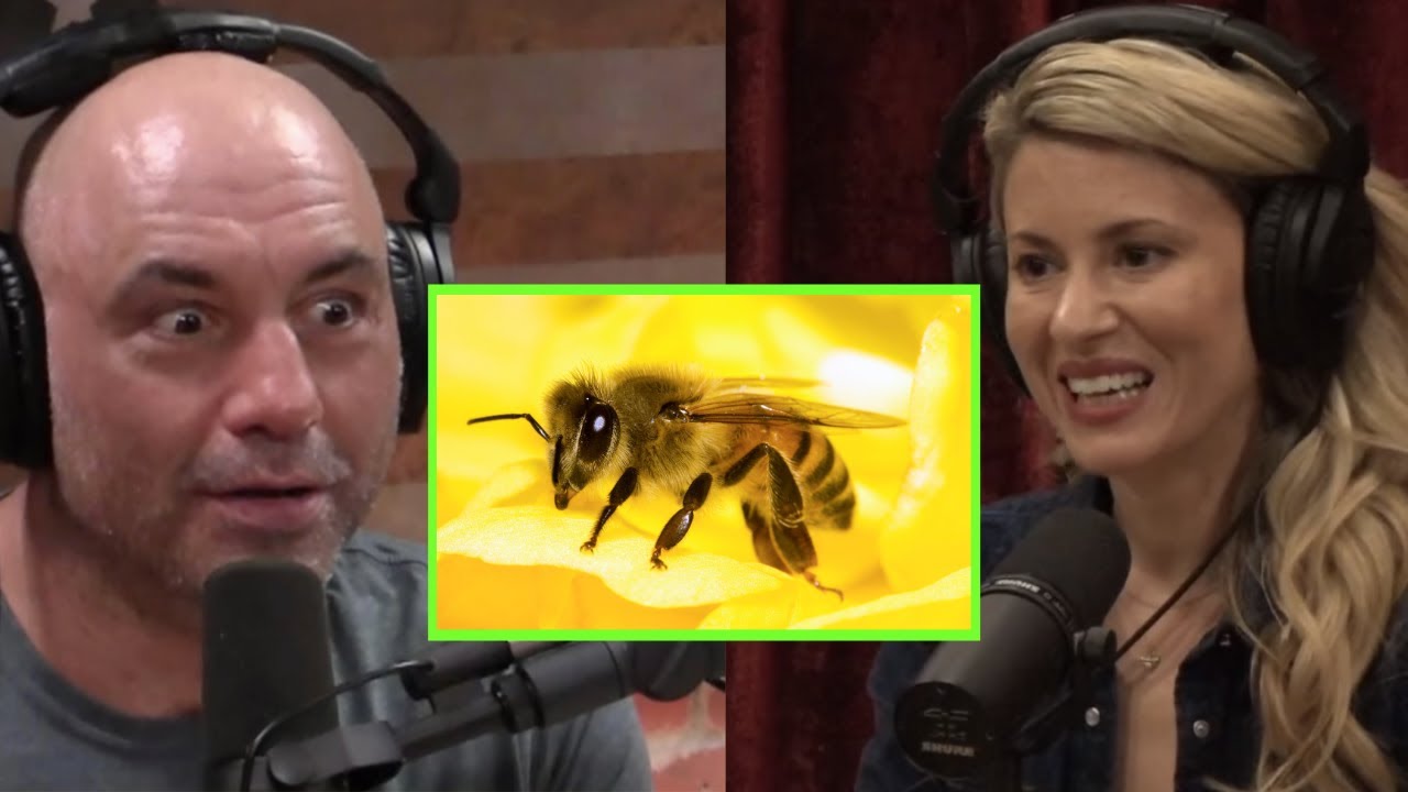 Joe Rogan: Bees are the foundation for human existence