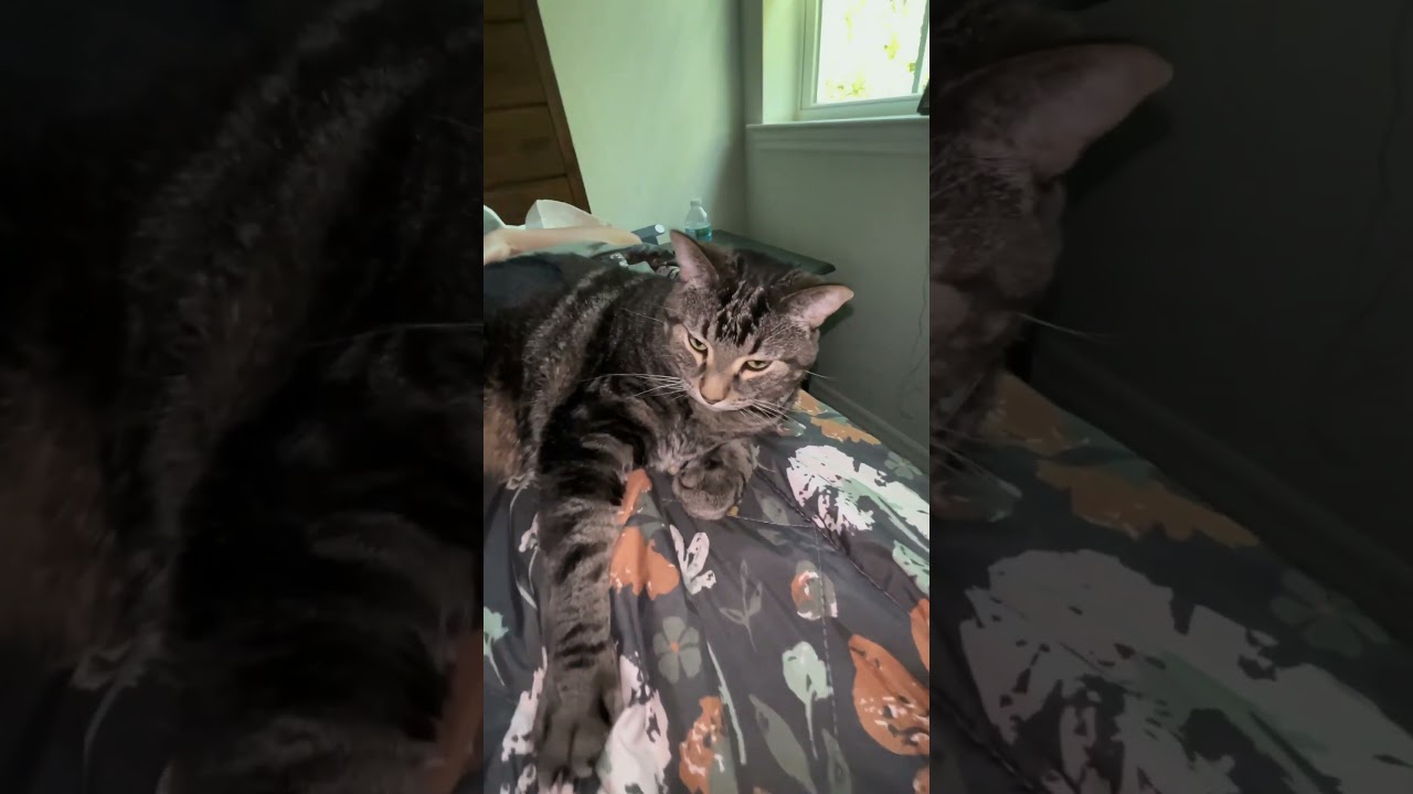 Brody has a secret to tell you. #Cat #handsomeboy #brodercat