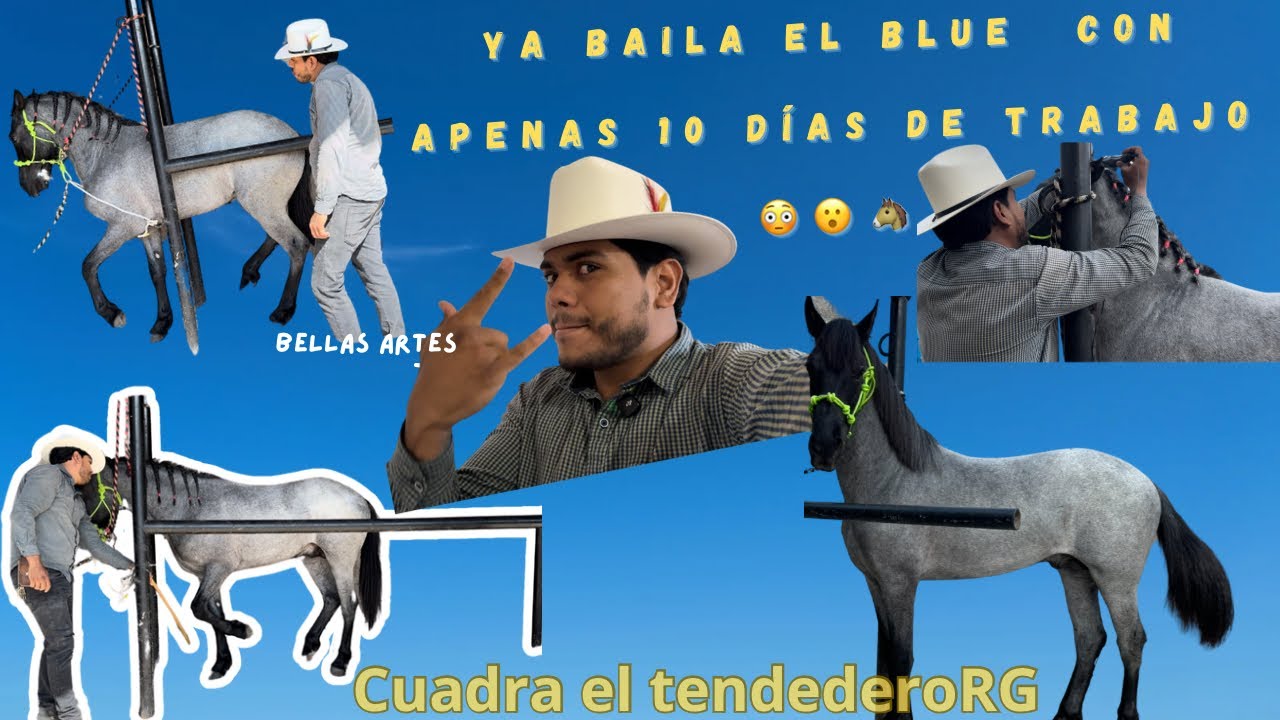 Ya baila el blue potrillo con 10 días de trabajo 😳😮🐴!!!