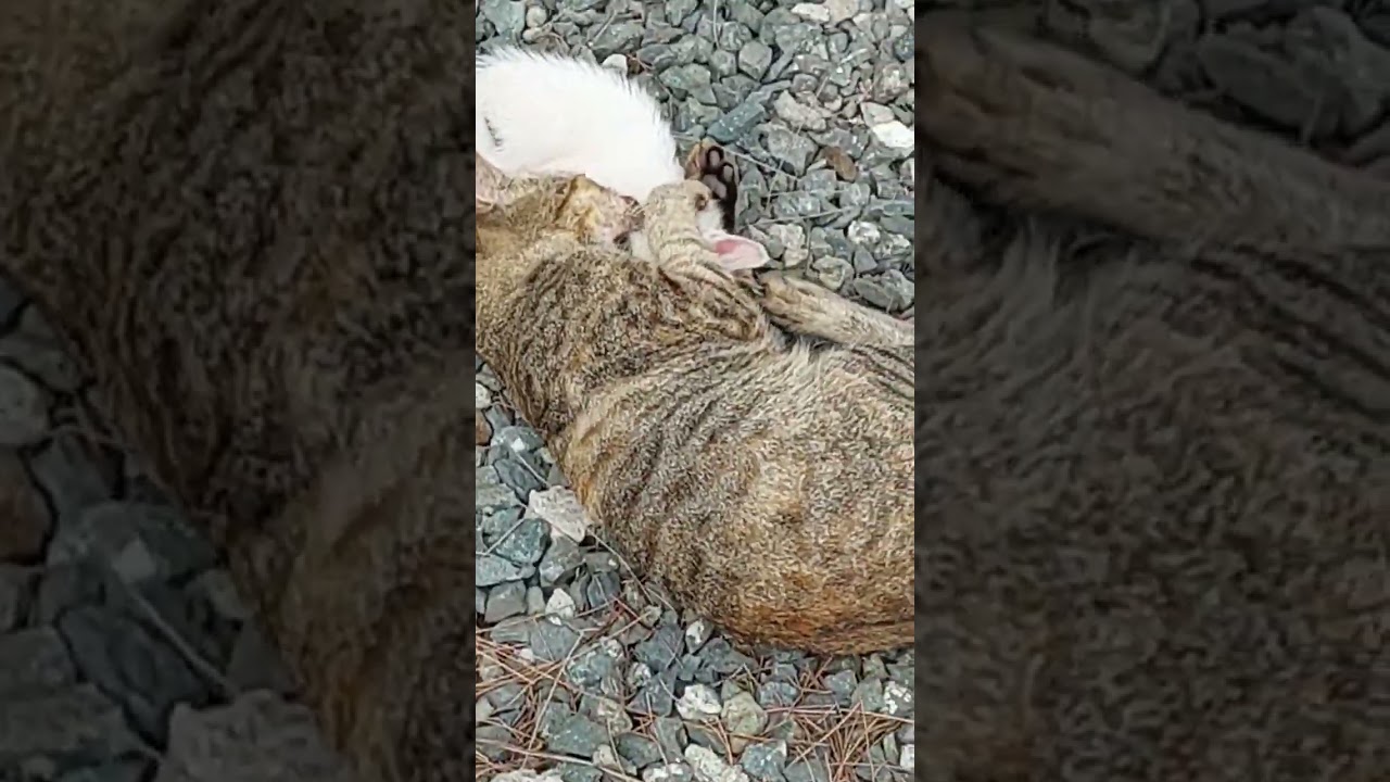 CAT FIGHT TO DEATH #short #cat #animals
