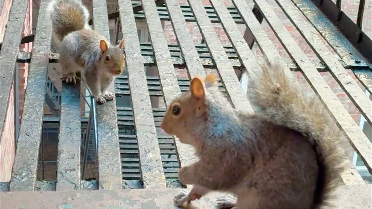 Squirrel Fight in Winter 