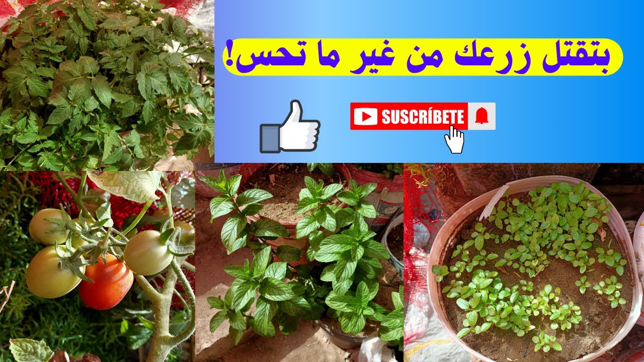 أخطاء قاتلة في الزراعة بتبوّظ مجهودك كله!