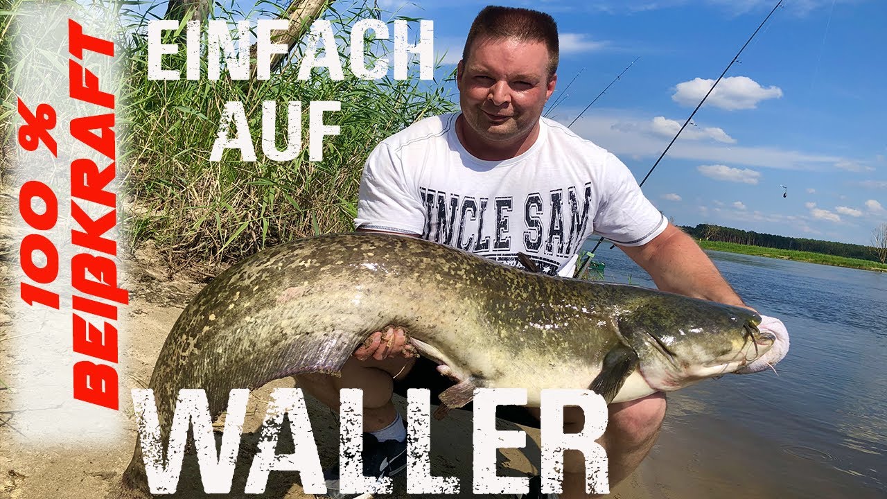 Einfach Wels angeln. Waller aus der Oder. Ansitz, Klopfen, Schleppen mit Erfolg