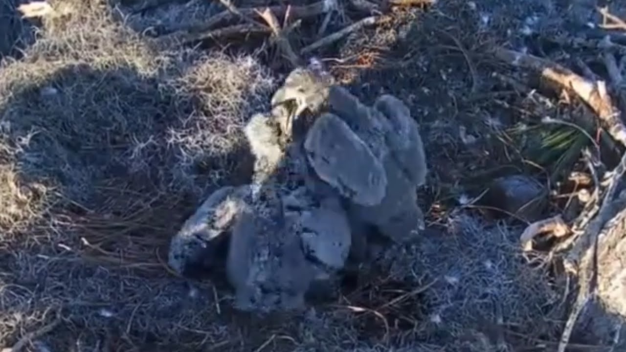 Big eaglet bonk small eaglet just before fish arrives | Kisatchie National Forest E-1 | Feb 22, 26